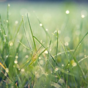 grass, macro, outdoors-7089807.jpg